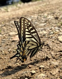 夏のにおい！駐車場でアゲハ蝶発見！